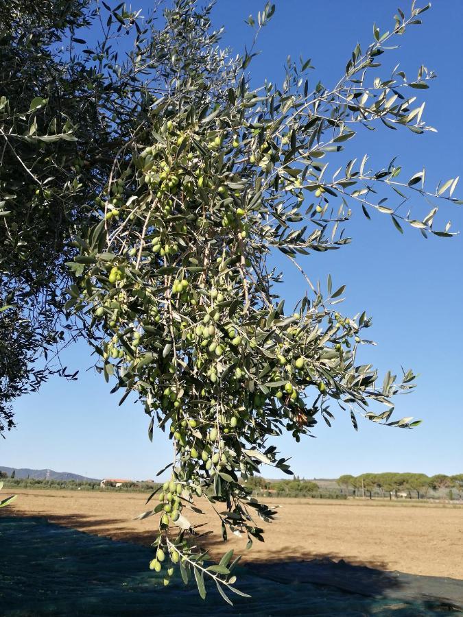 Il Podere Di Sole Roccastrada Exterior photo